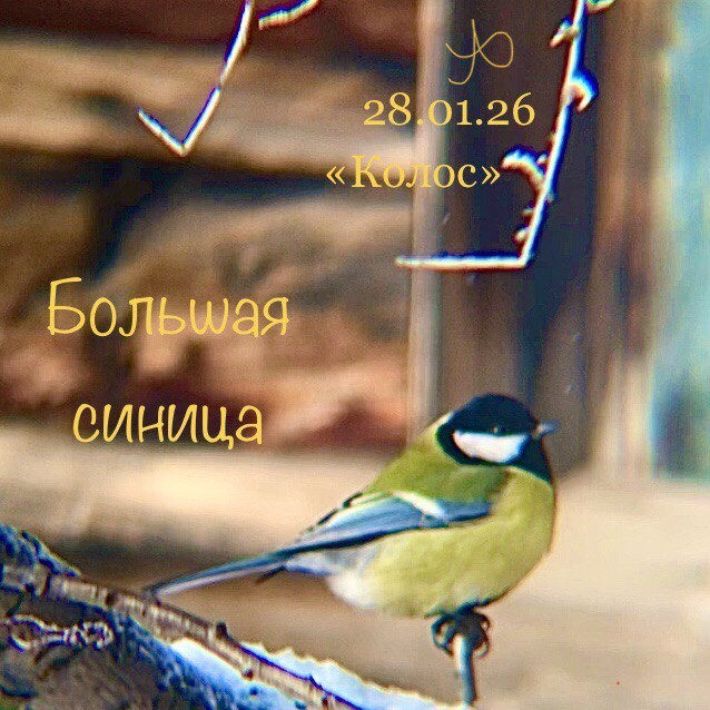 Большая синица