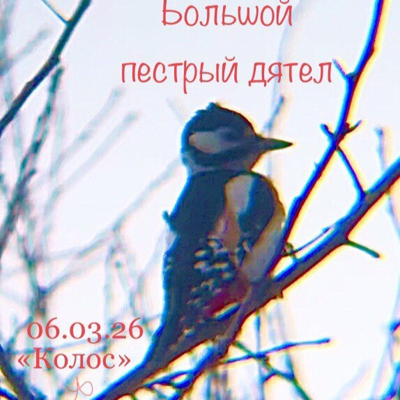 Большой пестрый дятел