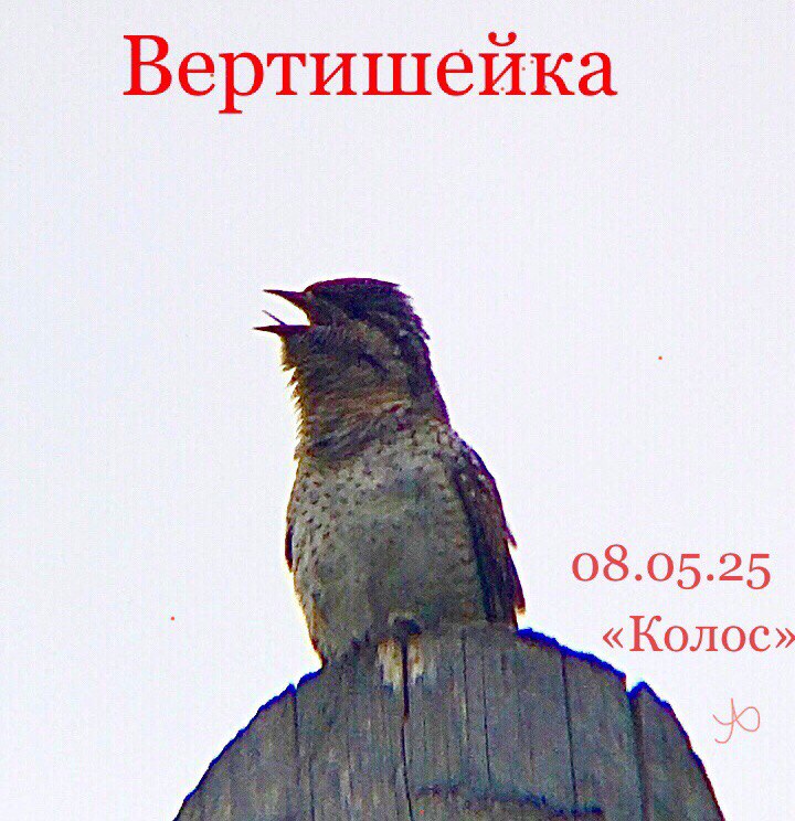 Вертишейка
