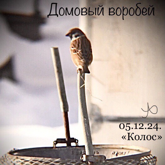 Воробей