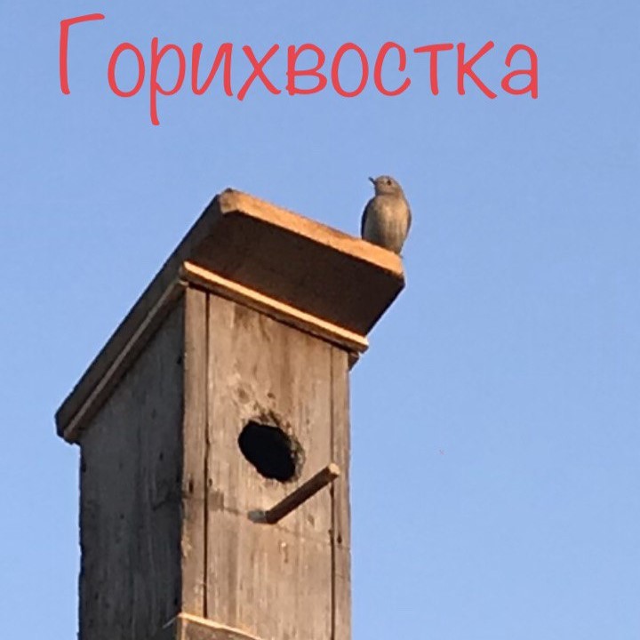 Сибирская горихвостка (самка)