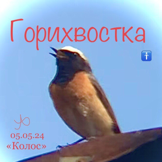 Горихвостка самец