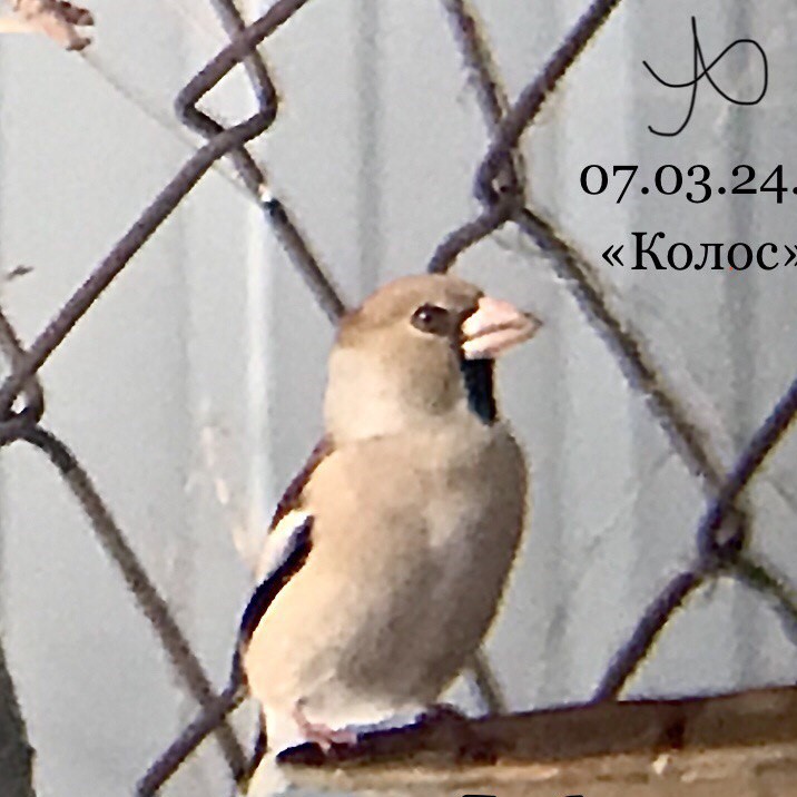 Дубонос