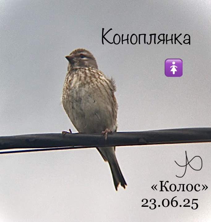 Коноплянка