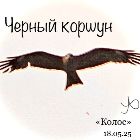 Черный коршун