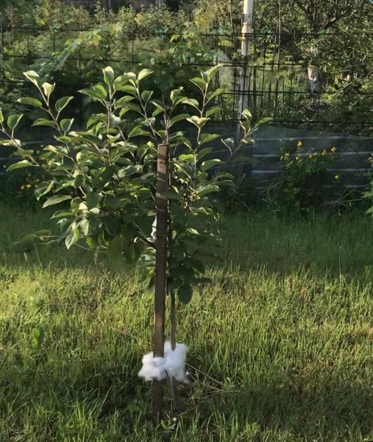 Ловушка для муравьёв