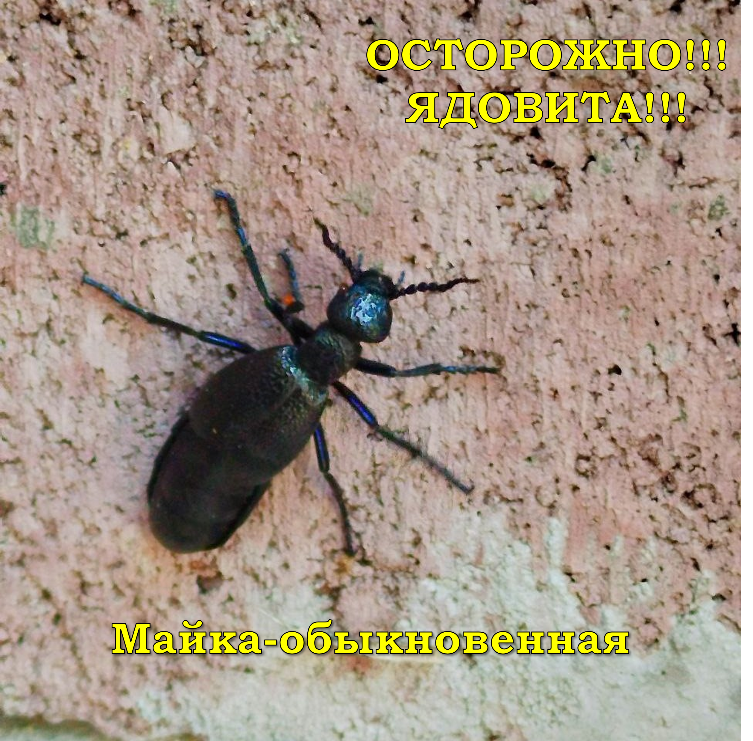 Майка-обыкновенная