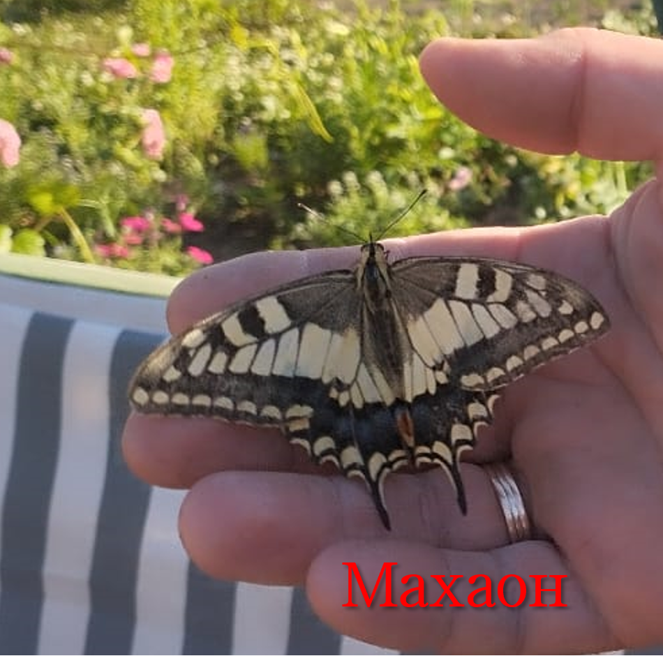 Махаон