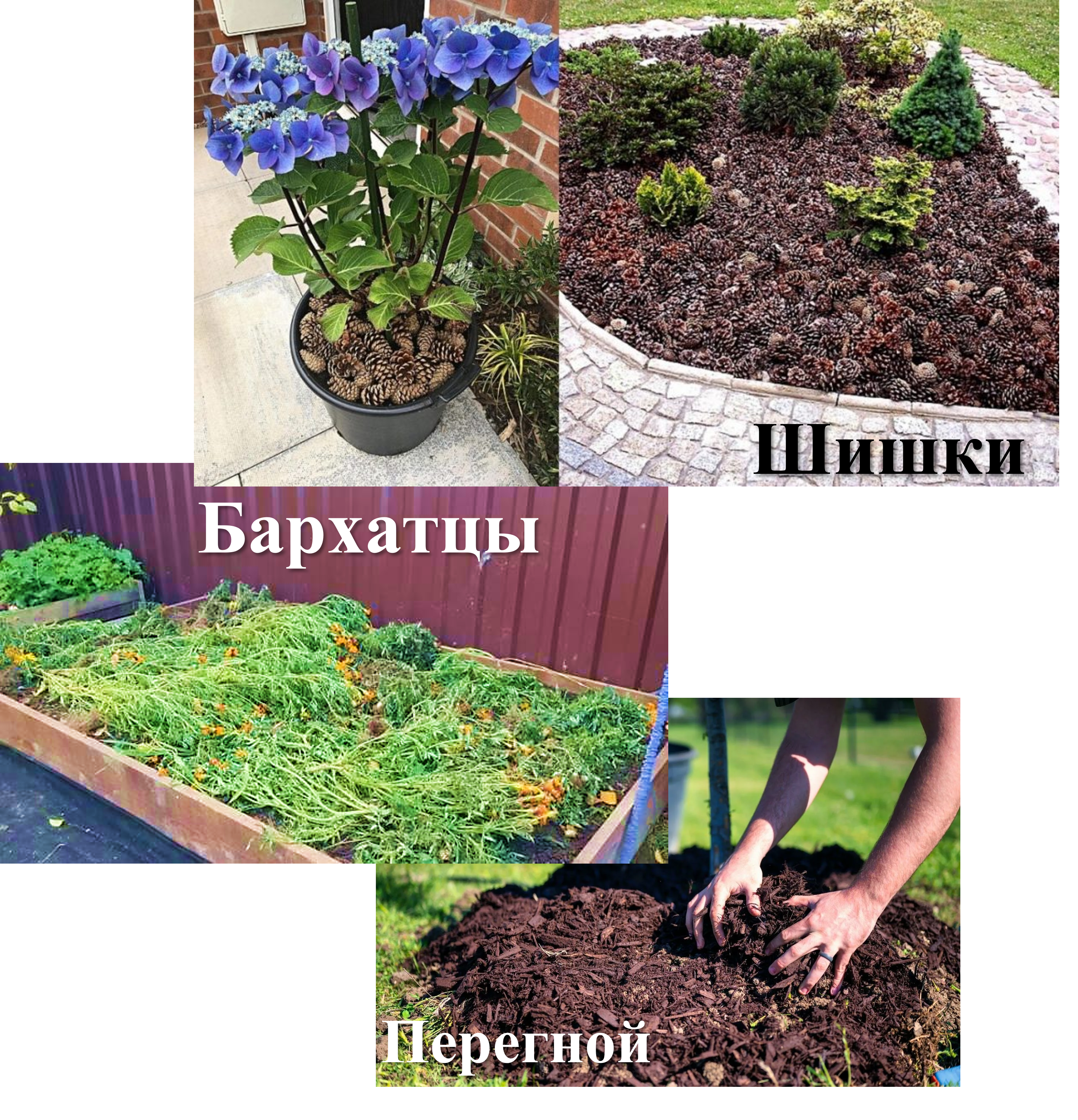 Хвоя