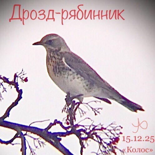 Дрозд-рябинник