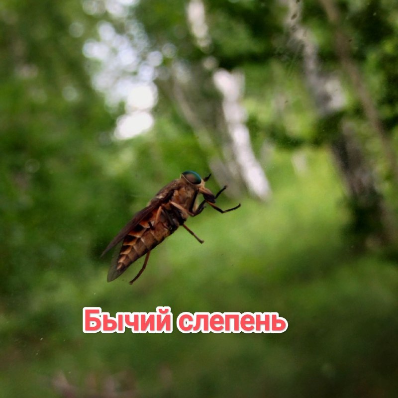 Бычий слепень