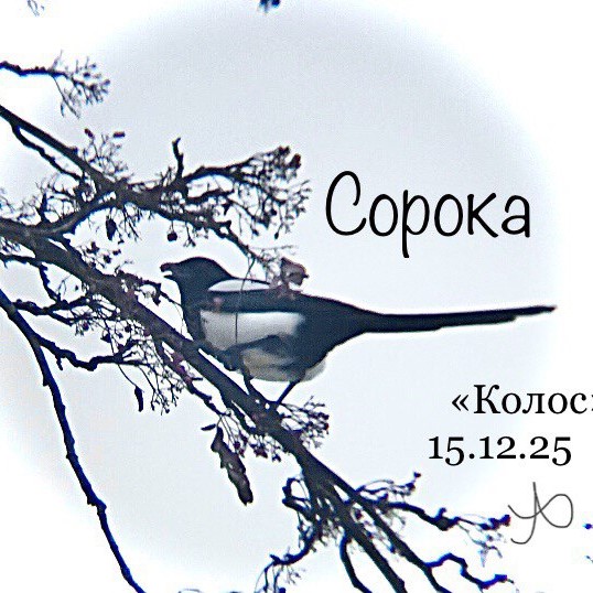 Сорока