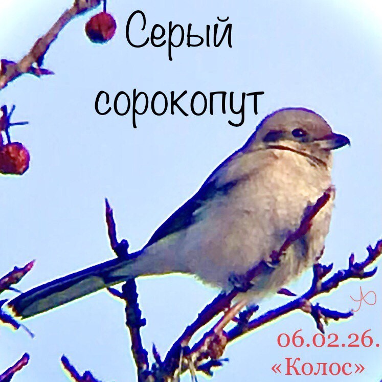 Сорокопут