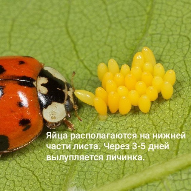 Яйцо божьей коровки