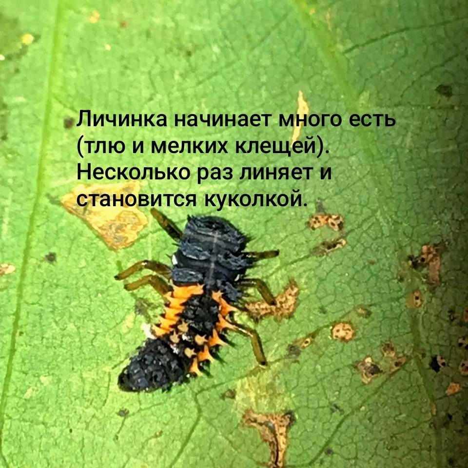 Личинка божьей коровки