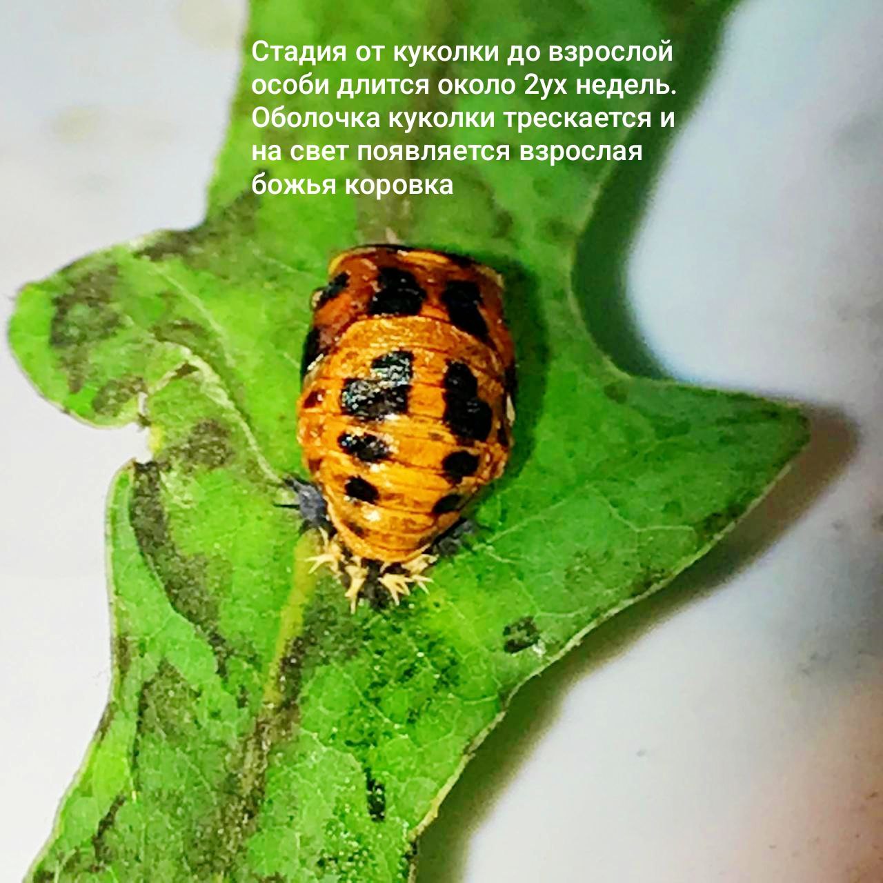 Куколка божьей коровки
