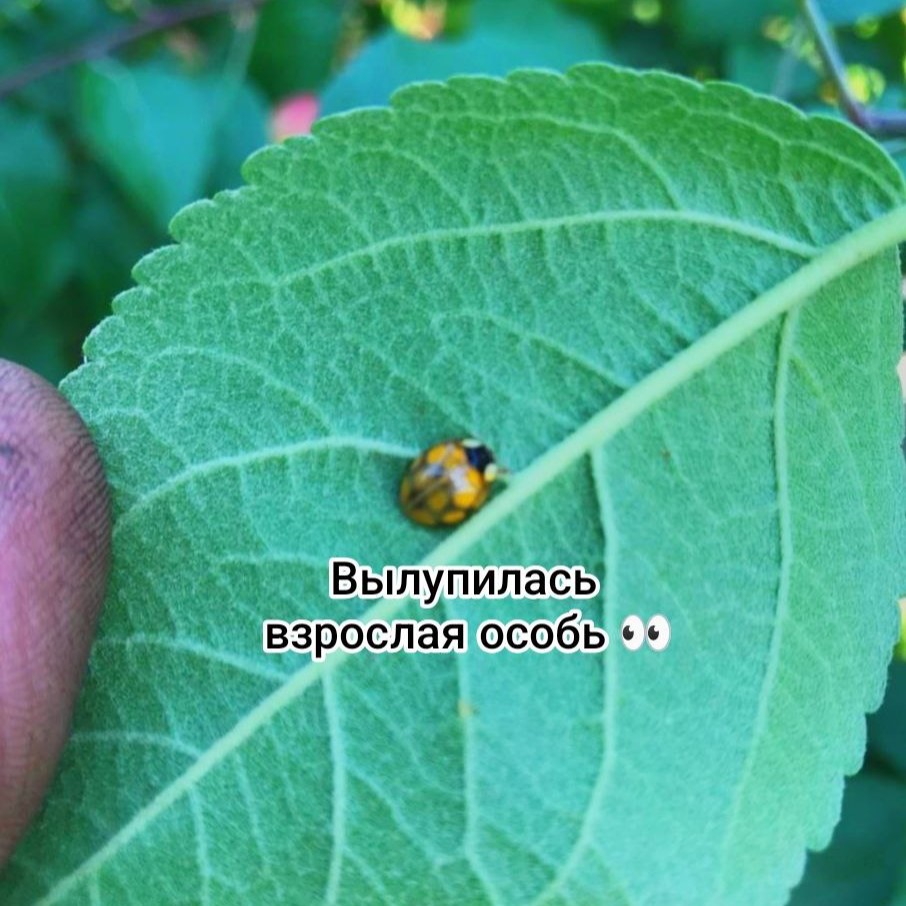 Имаго божьей коровки