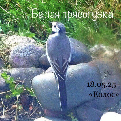 Трясогузка