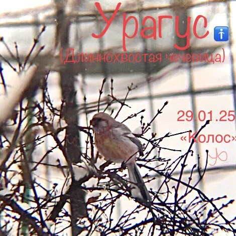 Урагус