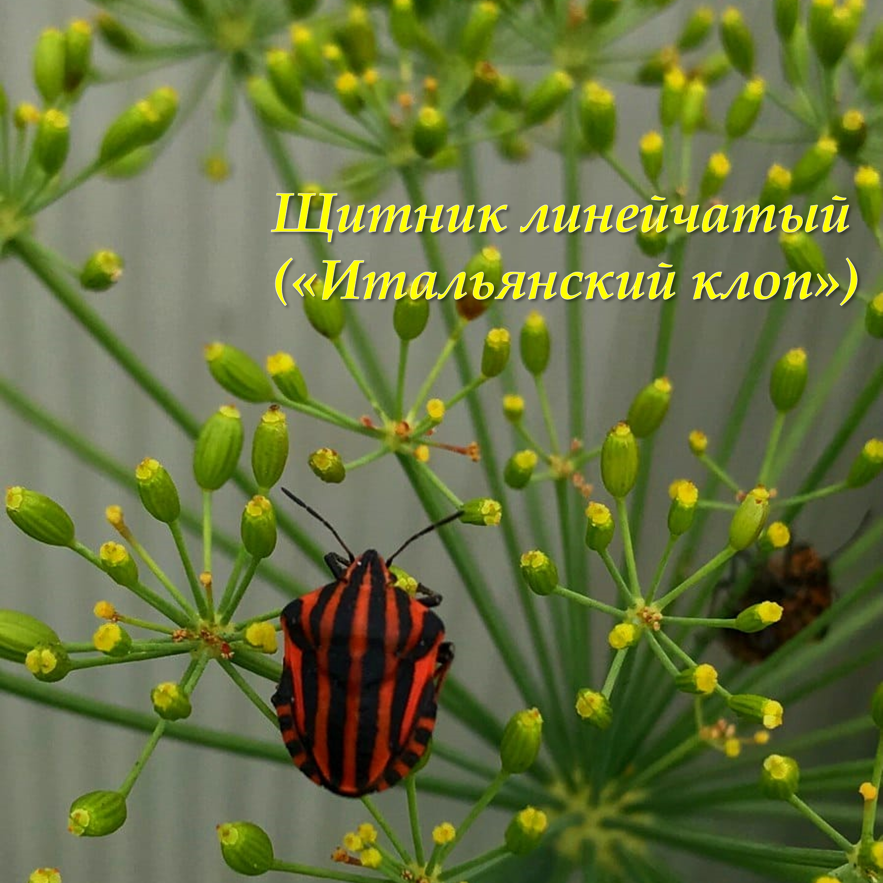 Щитник линейчатый